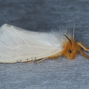 Laelia obsoleta (Tinged Tussock Moth) at Rosedale, NSW by jb2602