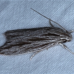 Leistarcha scitissimella at Rosedale, NSW - 10 Nov 2024