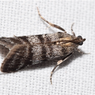 Asarta fuliginosa (A Pyralid moth) at Jerrabomberra, NSW - 12 Nov 2024 by DianneClarke