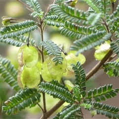 Dodonaea multijuga (A Hopbush) at Colo Vale, NSW - 9 Nov 2024 by Curiosity