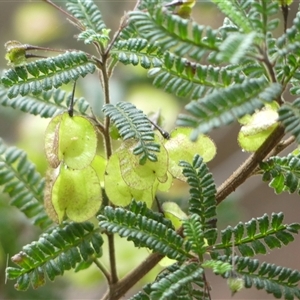 Dodonaea multijuga (A Hopbush) at Colo Vale, NSW by Curiosity