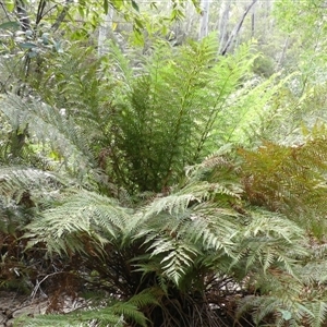 Todea barbara at Colo Vale, NSW - 10 Nov 2024