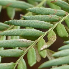 Todea barbara at Colo Vale, NSW - suppressed