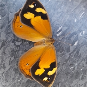 Heteronympha merope at Canberra, ACT - 13 Nov 2024