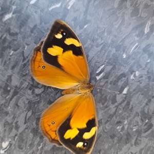 Heteronympha merope at Canberra, ACT - 13 Nov 2024 07:44 AM