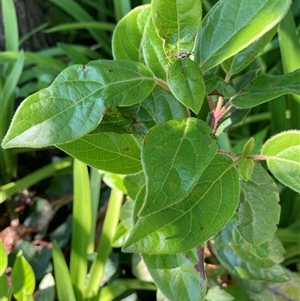 Viburnum tinus at Parkes, ACT - 20 Oct 2024 11:00 AM