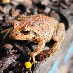 Litoria verreauxii verreauxii (Whistling Tree-frog) at Anembo, NSW - 12 Nov 2024 by Csteele4