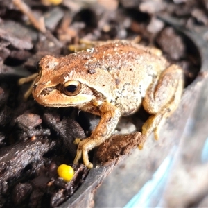 Litoria verreauxii verreauxii at Anembo, NSW - suppressed