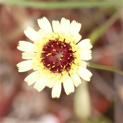 Tolpis barbata (Yellow Hawkweed) at Gundaroo, NSW - 10 Nov 2024 by ConBoekel