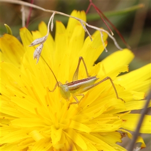 Conocephalus semivittatus at Gundaroo, NSW - 11 Nov 2024 10:59 AM