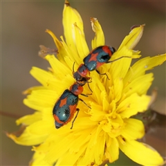 Dicranolaius villosus (Melyrid flower beetle) at Gundaroo, NSW - 11 Nov 2024 by ConBoekel