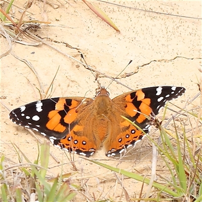 Vanessa kershawi (Australian Painted Lady) at Gundaroo, NSW - 10 Nov 2024 by ConBoekel