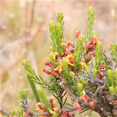 Unverified Other Shrub at Gundaroo, NSW - 11 Nov 2024 by ConBoekel