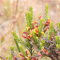 Unidentified Other Shrub at Gundaroo, NSW - 10 Nov 2024 by ConBoekel