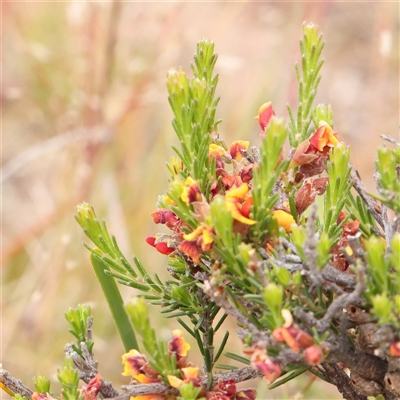 Unverified Other Shrub at Gundaroo, NSW - 11 Nov 2024 by ConBoekel