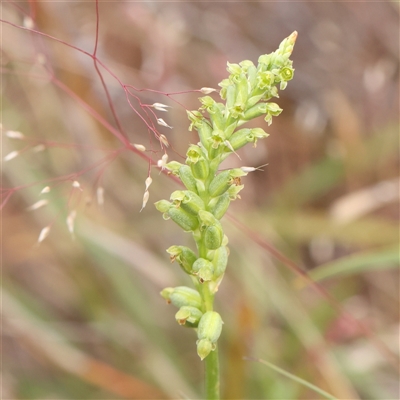 Microtis unifolia (Common Onion Orchid) at Gundaroo, NSW - 11 Nov 2024 by ConBoekel