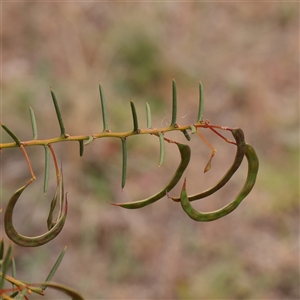 Acacia genistifolia (Early Wattle) at Gundaroo, NSW by ConBoekel