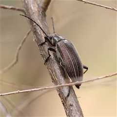 Homotrysis scutellaris (Darkling beetle) at Gundaroo, NSW - 10 Nov 2024 by ConBoekel