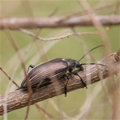 Homotrysis scutellaris at Gundaroo, NSW - 11 Nov 2024