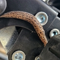 Limax maximus (Leopard Slug, Great Grey Slug) at Anembo, NSW - 4 Nov 2024 by Csteele4