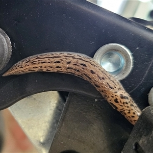 Limax maximus at Anembo, NSW - 5 Nov 2024