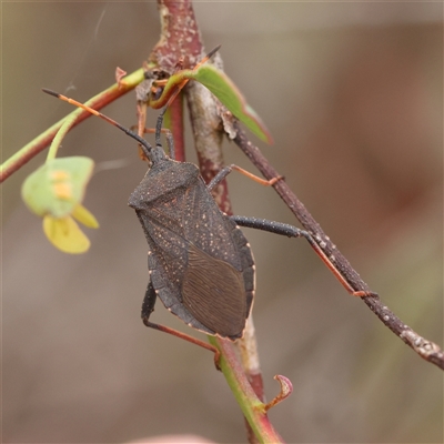 Amorbus (genus) (Eucalyptus Tip bug) at Gundaroo, NSW - 11 Nov 2024 by ConBoekel