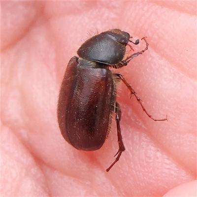 Heteronyx sp. (genus) (Scarab beetle) at Gundaroo, NSW - 11 Nov 2024 by ConBoekel