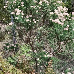 Cassinia aculeata at Runnymede, TAS by LyndalT