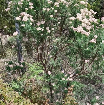 Cassinia aculeata at Runnymede, TAS - 10 Nov 2024 by LyndalT