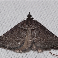 Dichromodes atrosignata (Black-signed Heath Moth ) at Jerrabomberra, NSW - 11 Nov 2024 by DianneClarke