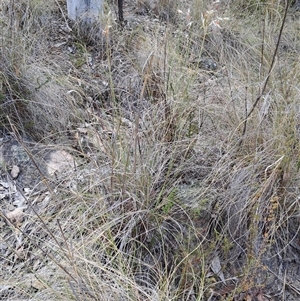 Rytidosperma pallidum at Fadden, ACT - 13 Nov 2024