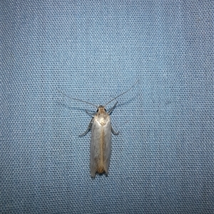 Philobota productella at Goulburn, NSW - 12 Nov 2024 10:09 PM