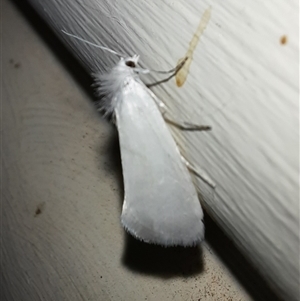 Tipanaea patulella at Goulburn, NSW - 12 Nov 2024 09:51 PM