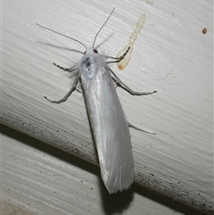 Tipanaea patulella at Goulburn, NSW - 12 Nov 2024 09:51 PM