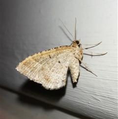 Geometridae (family) ADULT at Goulburn, NSW - 12 Nov 2024 09:51 PM