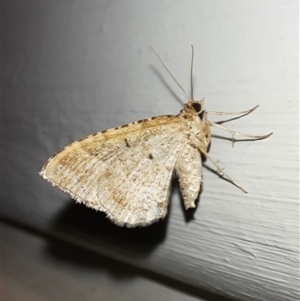 Geometridae (family) ADULT at Goulburn, NSW - 12 Nov 2024 09:51 PM