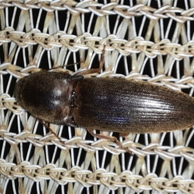 Elateridae (family) (Unidentified click beetle) at Goulburn, NSW - 12 Nov 2024 by glbn1