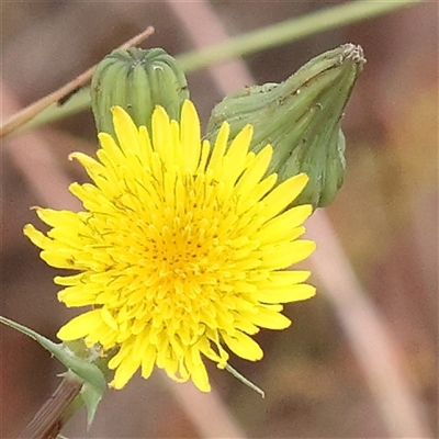 Sonchus oleraceus (Annual Sowthistle) at Gundaroo, NSW - 11 Nov 2024 by ConBoekel