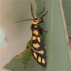 Asura lydia (Lydia Lichen Moth) at Gundaroo, NSW - 10 Nov 2024 by ConBoekel