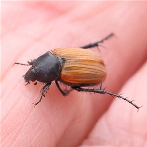 Phyllotocus sp. (genus) at Gundaroo, NSW - 11 Nov 2024