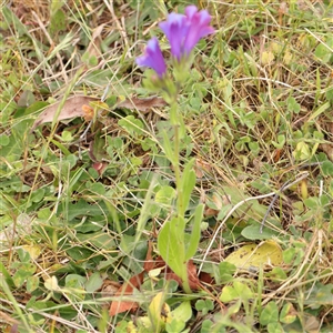 Echium plantagineum at Gundaroo, NSW - 11 Nov 2024