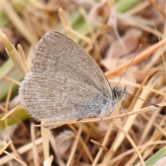 Zizina otis (Common Grass-Blue) at Gundaroo, NSW - 10 Nov 2024 by ConBoekel