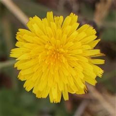 Hypochaeris radicata (Cat's Ear, Flatweed) at Gundaroo, NSW - 10 Nov 2024 by ConBoekel