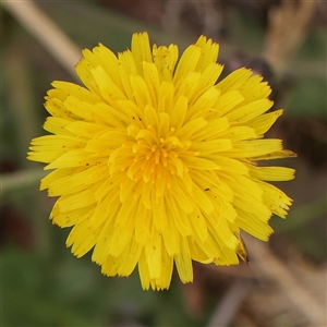 Hypochaeris radicata at Gundaroo, NSW - 11 Nov 2024