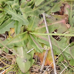 Hypochaeris radicata at Gundaroo, NSW - 11 Nov 2024