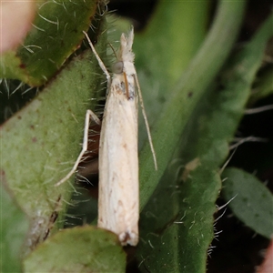 Culladia cuneiferellus at Gundaroo, NSW - 11 Nov 2024 10:35 AM