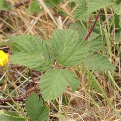 Rubus anglocandicans (Blackberry) at Gundaroo, NSW - 11 Nov 2024 by ConBoekel