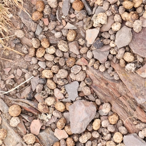 Oryctolagus cuniculus at Gundaroo, NSW - 11 Nov 2024