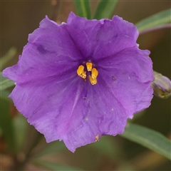 Solanum linearifolium (Kangaroo Apple) at Gundaroo, NSW - 11 Nov 2024 by ConBoekel