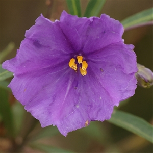 Solanum linearifolium at Gundaroo, NSW - 11 Nov 2024